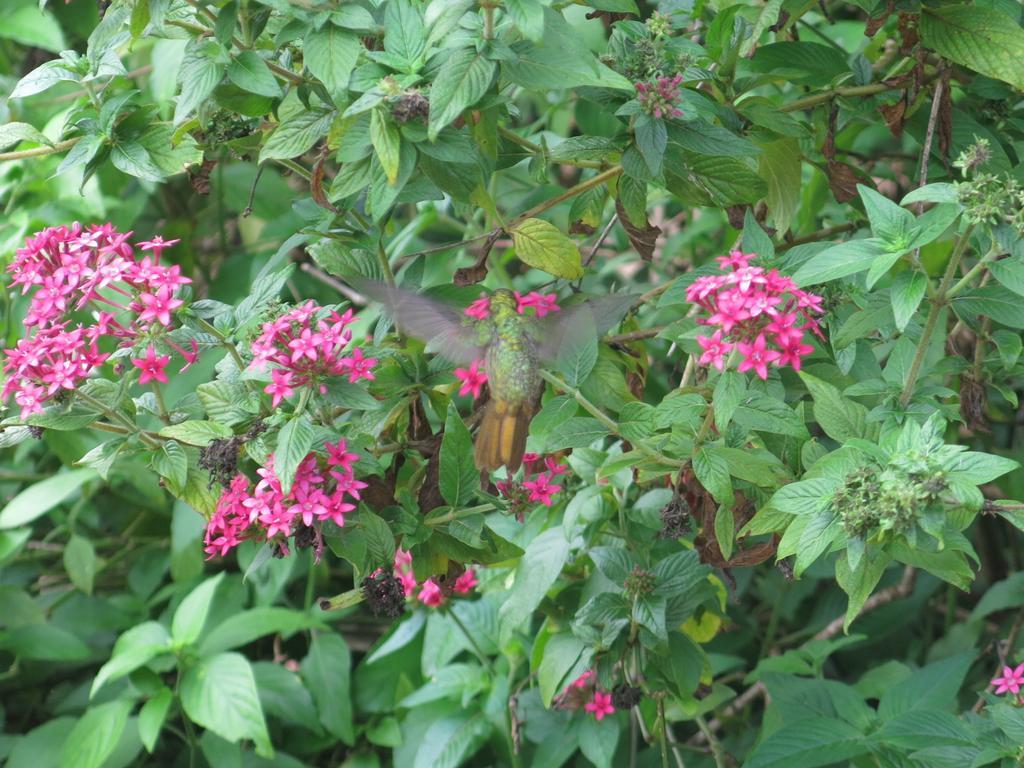 Hostel Y Posada Colibri 푸에르토이과수 외부 사진